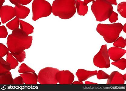 Red rose petals frame, border with white copy space