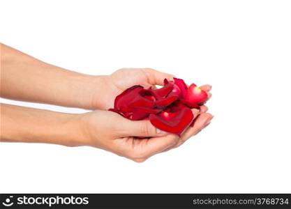 Red rose petals in woman&rsquo;s hand isolated on white