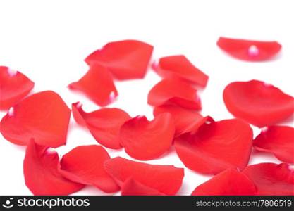 red rose petals isolated