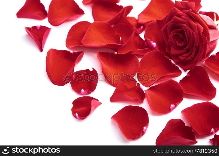 red rose petals isolated