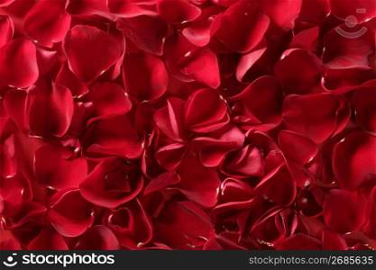 Red rose petals texture background, transparent flowers