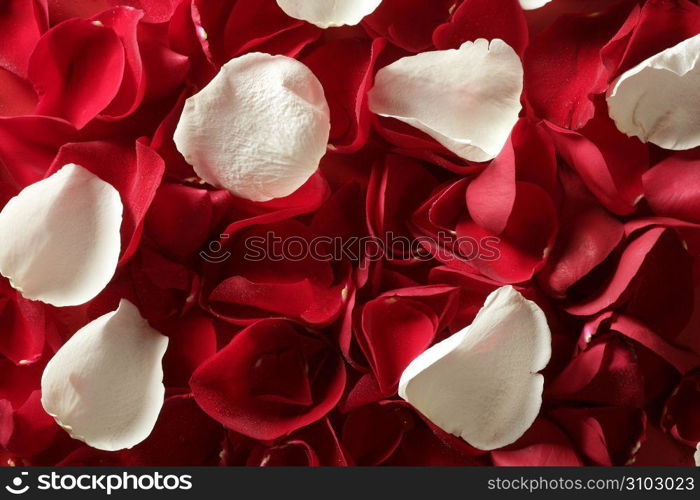 Red rose petals texture background, transparent flowers