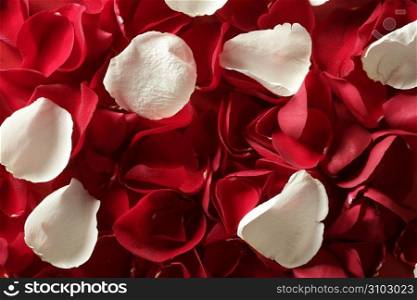 Red rose petals texture background, transparent flowers