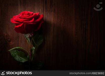 Red rose. Red rose on a wooden