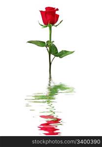 Red rose reflected in water isolated on a white background.