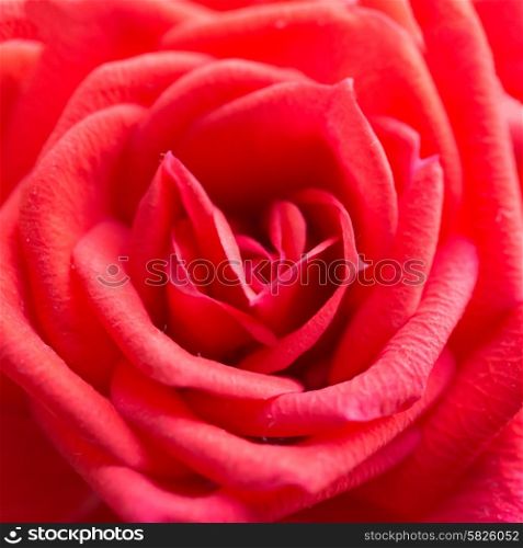 Red rose, romantic flower. Closeup macro shot