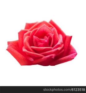 Red rose romantic flower isolated on white background. Closeup macro shot
