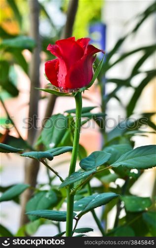 red rose&rsquo; bud with water droplets
