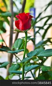 red rose&rsquo; bud with water droplets