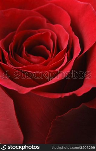 Red rose. Single red rose, closeup shot, isolated on white background