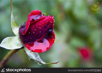 Red rose wet with rain, filled with water inside