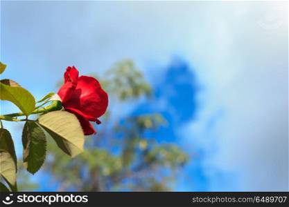 Red rose with blue sky