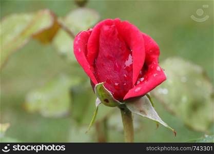 Red rose with dewdrops in a garden during spring
