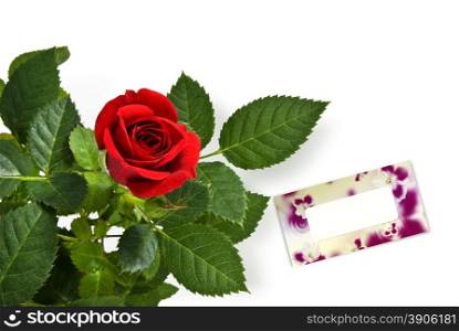 red rose with empty greetting card isolated on white
