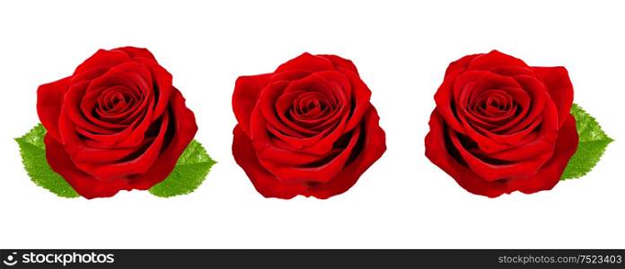Red rose with green leaves isolated on white background. Beautiful flower head