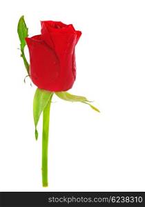 Red Rose with heart isolated on white