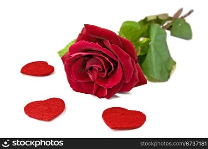 red rose with hearts on a white background