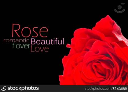Red rose with leaves isolated on white