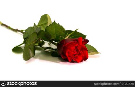red rose with special light isolated on white