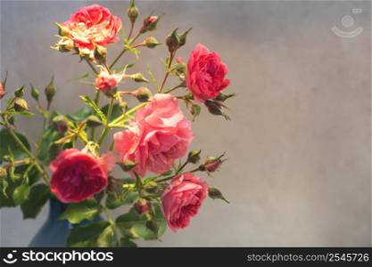 red rose with strong contrast and water drops on gray background. bouquet of flowers in a vase. red rose with strong contrast and water drops on a gray background. bouquet of flowers in a vase