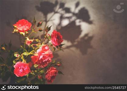 red rose with strong contrast and water drops on gray background. bouquet of flowers in a vase. red rose with strong contrast and water drops on a gray background. bouquet of flowers in a vase