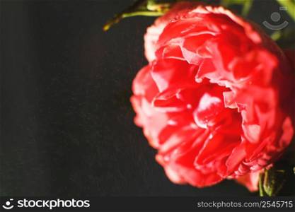 red rose with strong contrast on black background. red rose with strong contrast on a black background