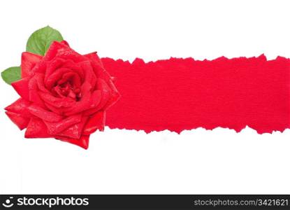 Red rose with torn paper