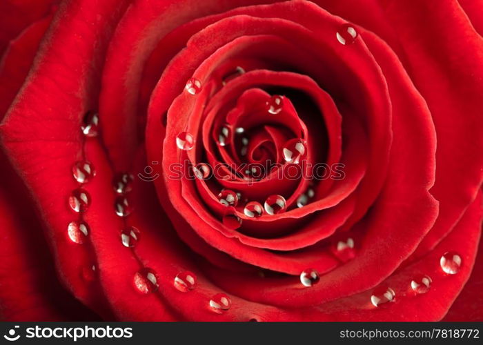 red rose with water drops