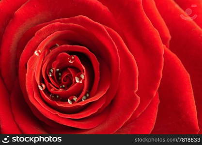 red rose with water drops