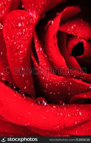 Red rose with water drops close up