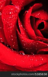 Red rose with water drops close up