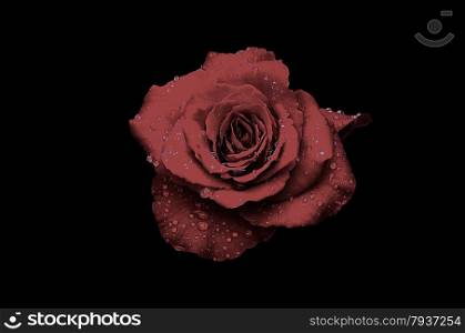 red rose with water drops on black background