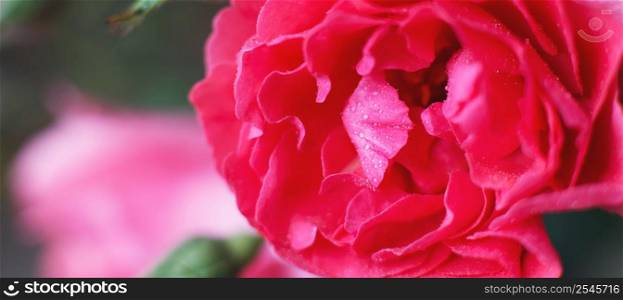 red rose with water drops on pink background. red rose with water drops on a pink background