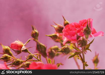 red rose with water drops on pink background. red rose with water drops on a pink background
