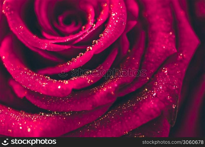 red Rose with water drops rose and water drops. Close-up view of beatiful dark red rose with water drop