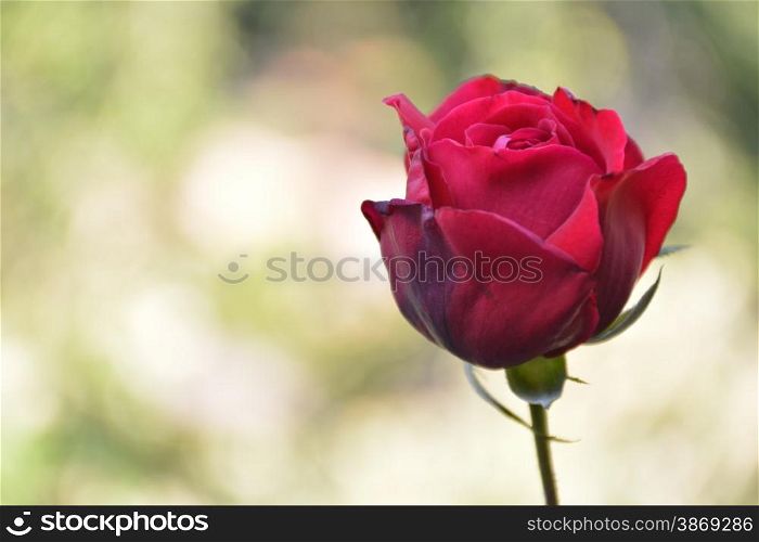 red rosebud with a bokeh background