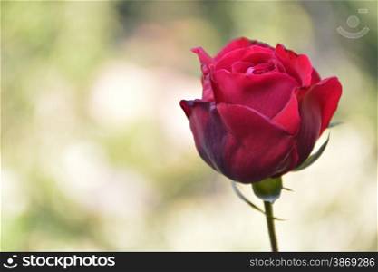red rosebud with a bokeh background