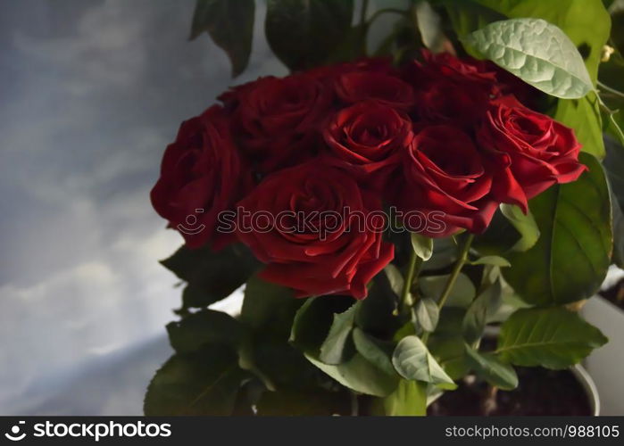 red roses among the green leaves with the side light