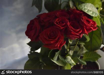 red roses among the green leaves with the side light