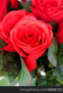 Red roses as Valentine gift. A good choice