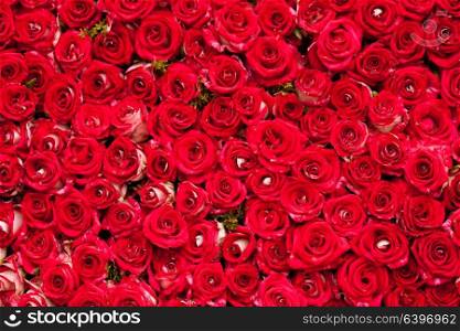 Red roses background, pattern for wedding design. Red roses background