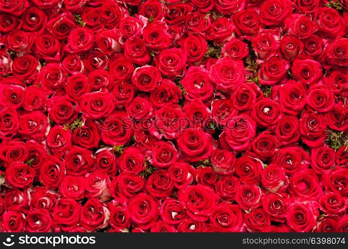Red roses background, pattern for wedding design. Red roses background