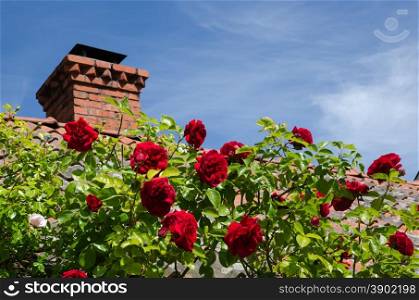 Red roses blossom at a tiled roof by a blue sky