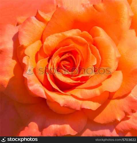 Red roses bud background closeup view&#xA;