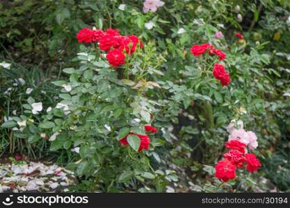 Red roses bush in the garden, stock photo