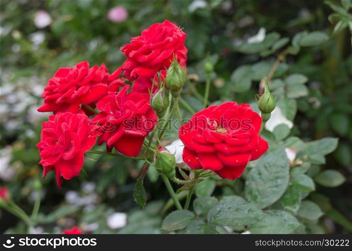 Red roses bush in the garden, stock photo