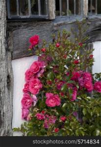 Red roses climbing on Tudor, timber framed house, England.