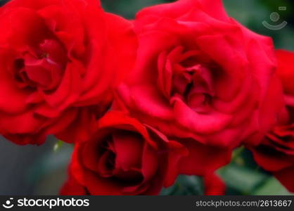 Red roses, close-up