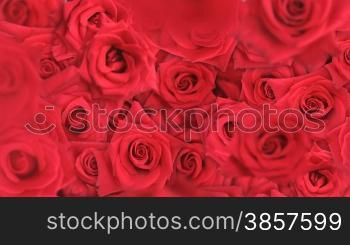 Red roses falling into a pile