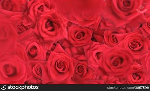 Red roses falling into a pile
